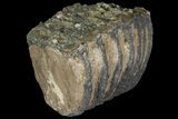 Partial Southern Mammoth Molar - Hungary #111854-1